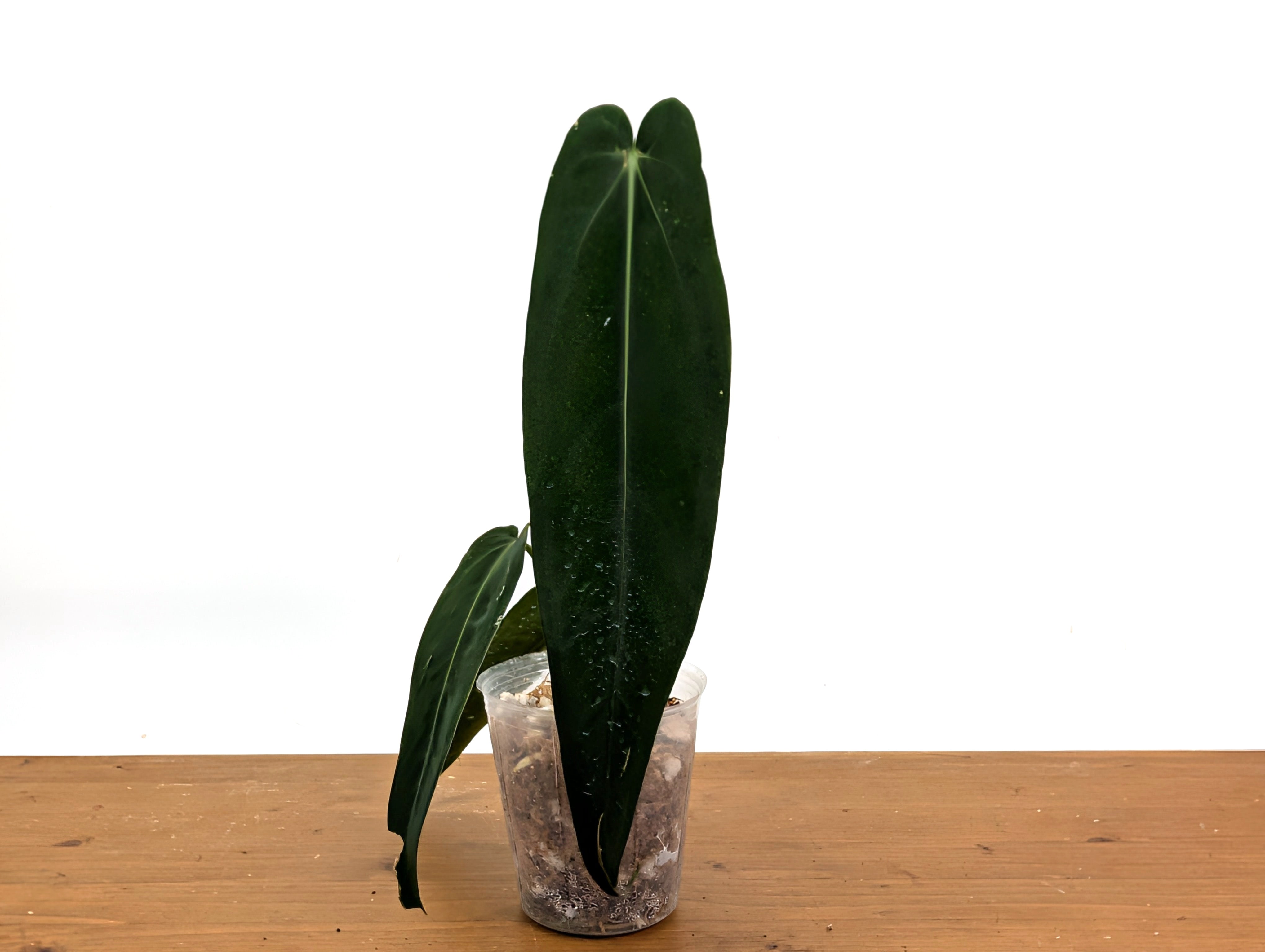 Anthurium warocqueanum Esmeralda ダークナロー Anthurium warocqueanum Esmeralda - Plantamani Exotic and