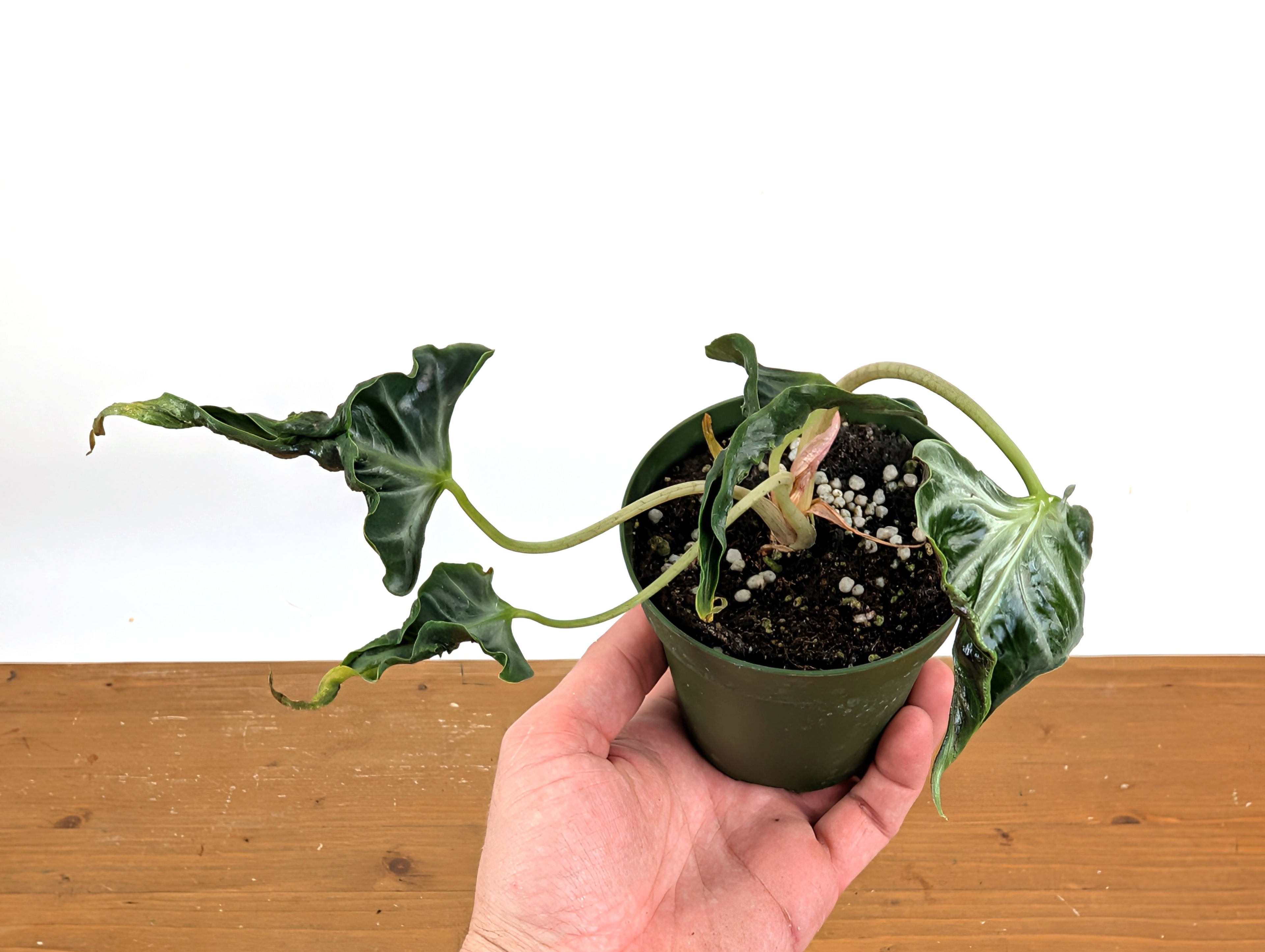 Alocasia Loco
