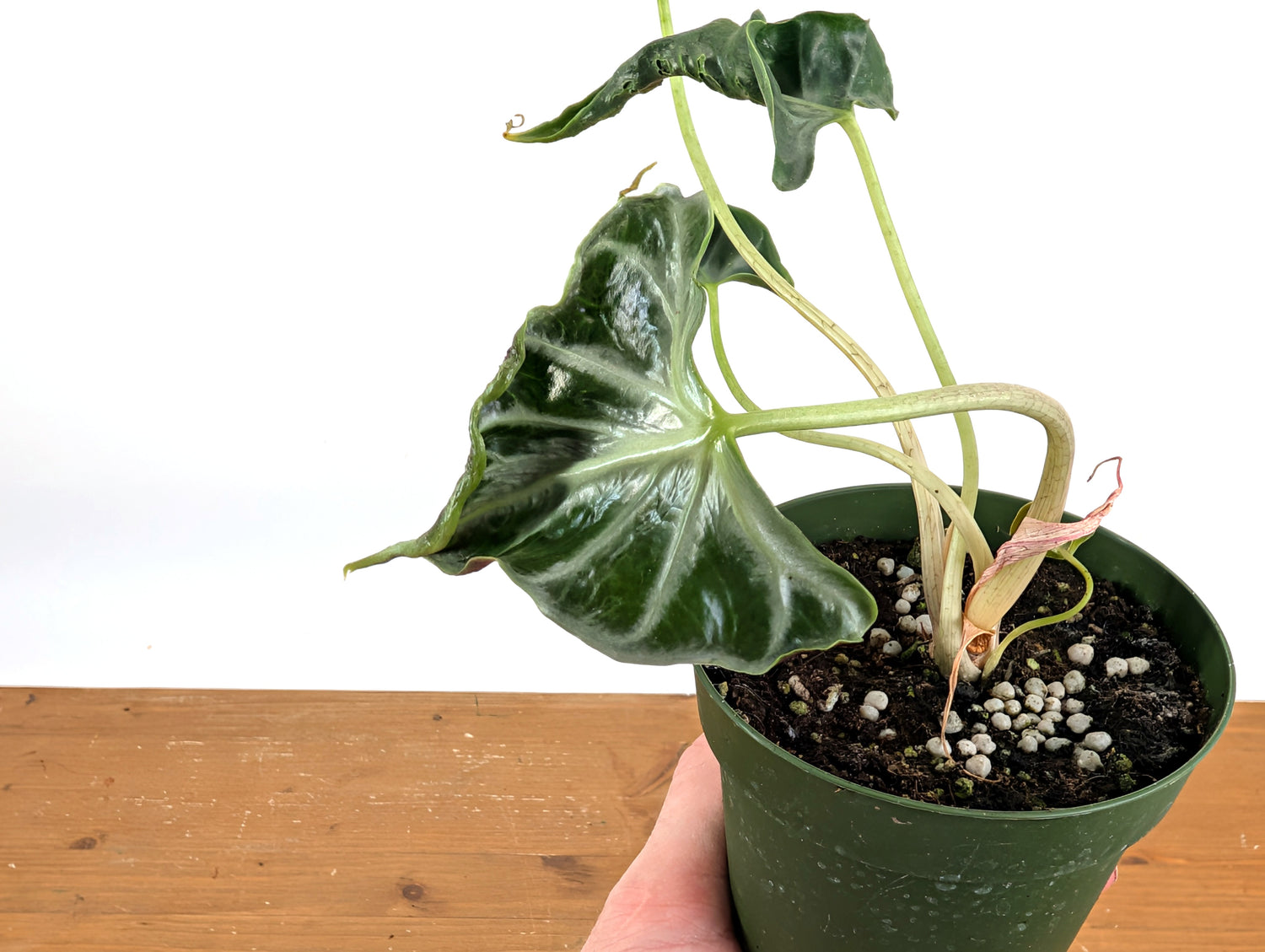 Alocasia Loco