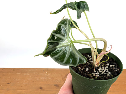 Alocasia Loco