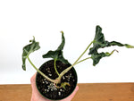 Alocasia Loco