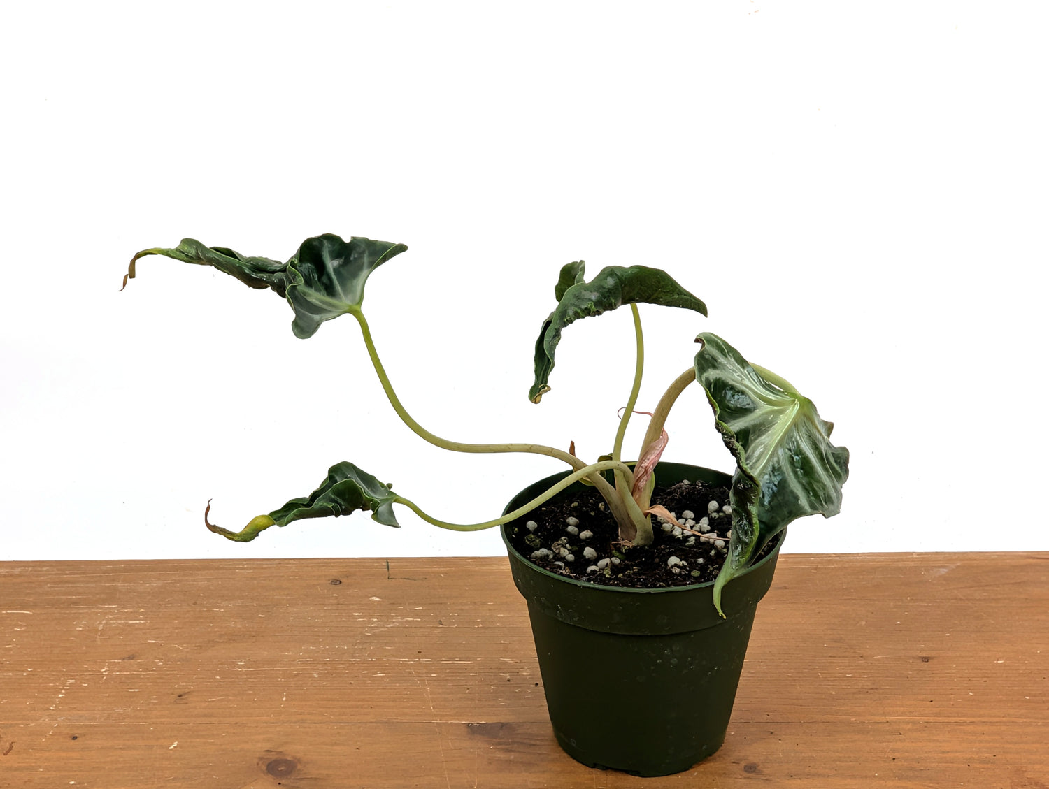Alocasia Loco