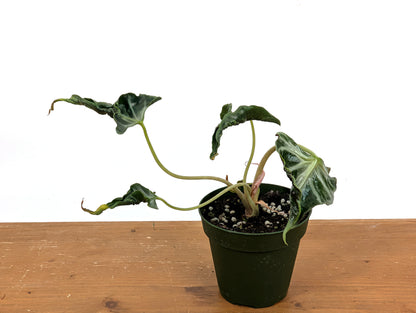 Alocasia Loco