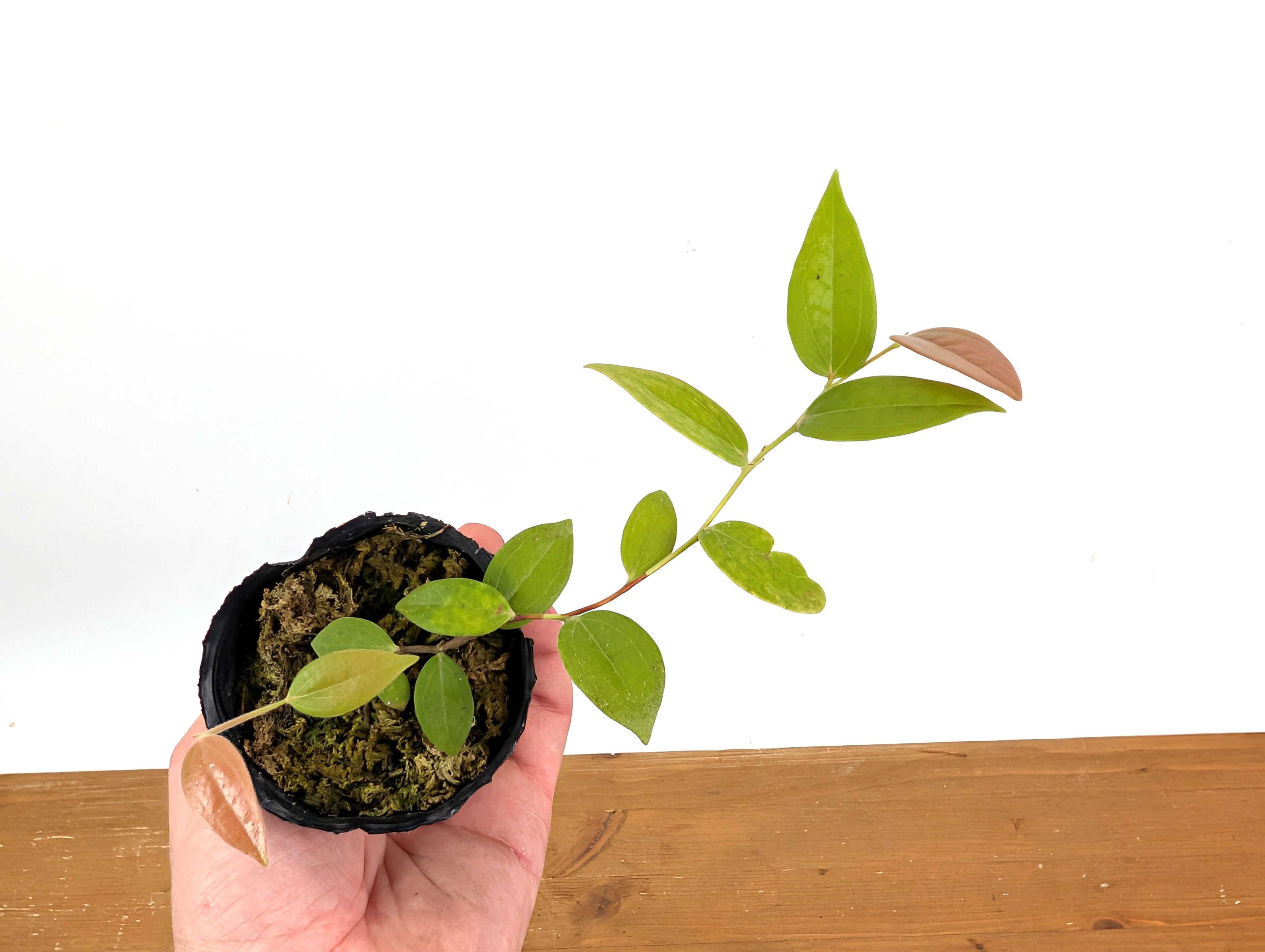 Ceratostema Lanigerum &