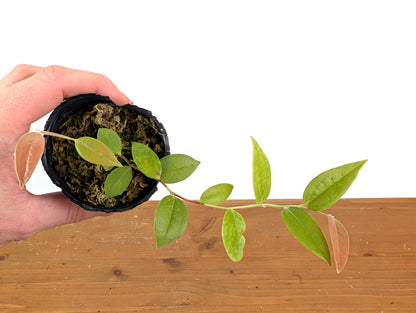 Ceratostema Lanigerum &