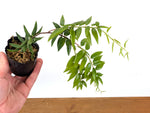 Ceratostema Doucettei