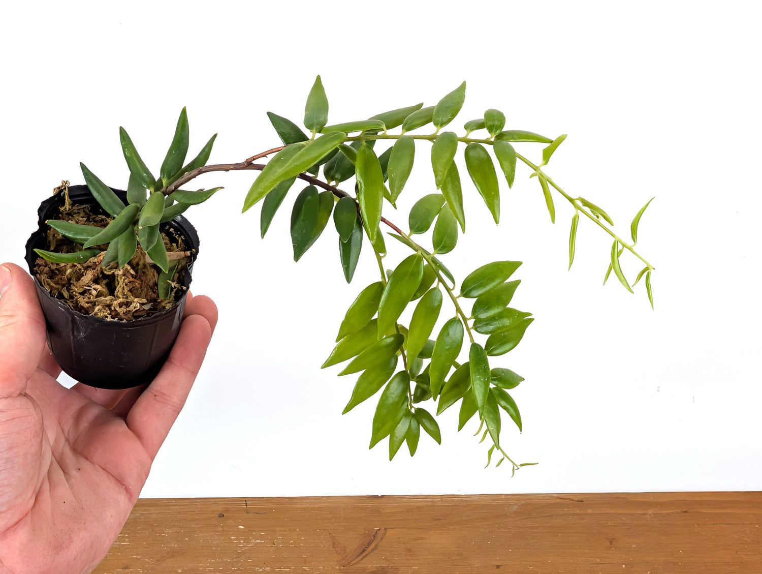 Ceratostema Doucettei