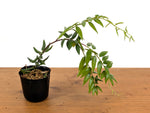 Ceratostema Doucettei