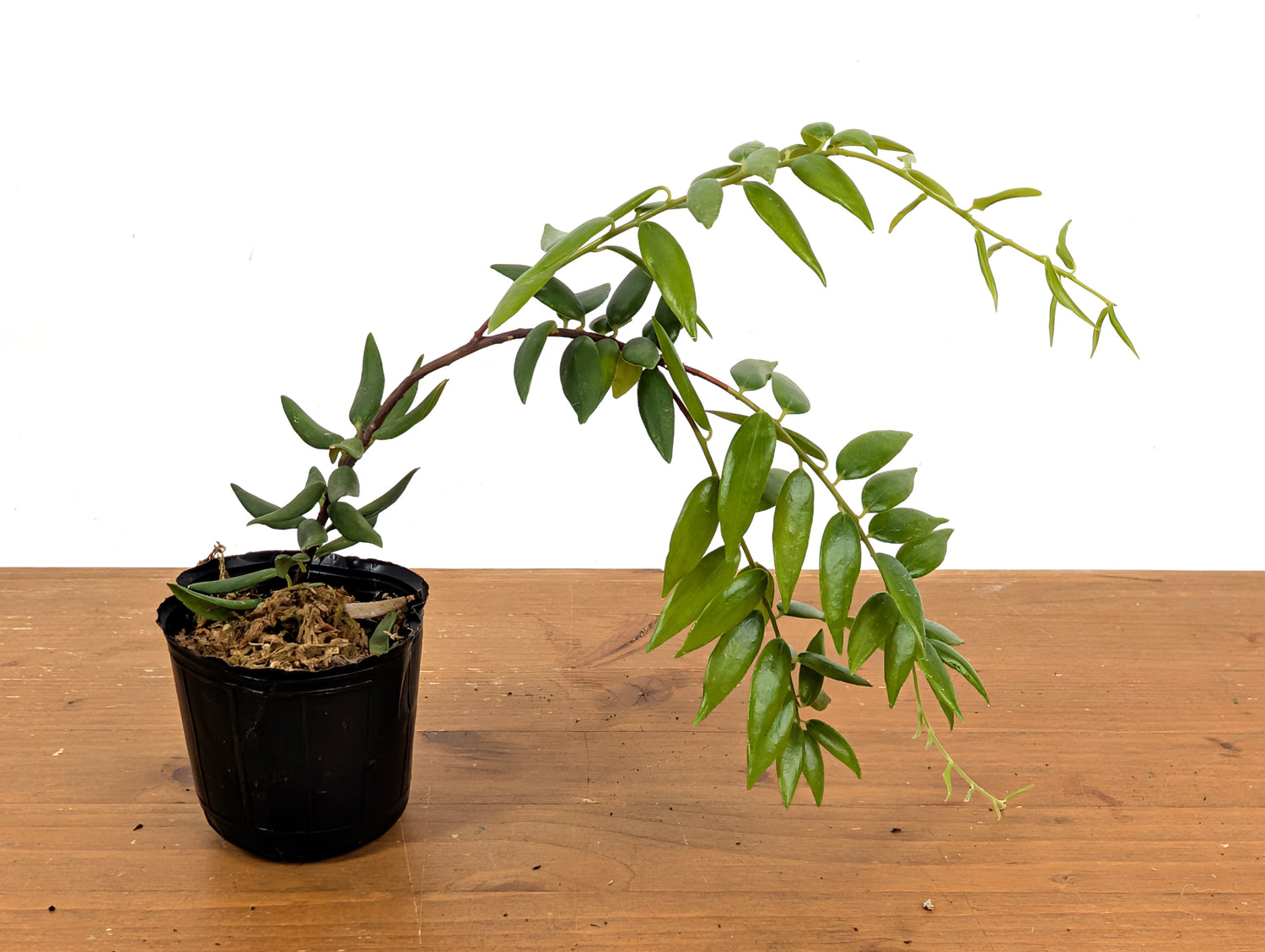 Ceratostema Doucettei