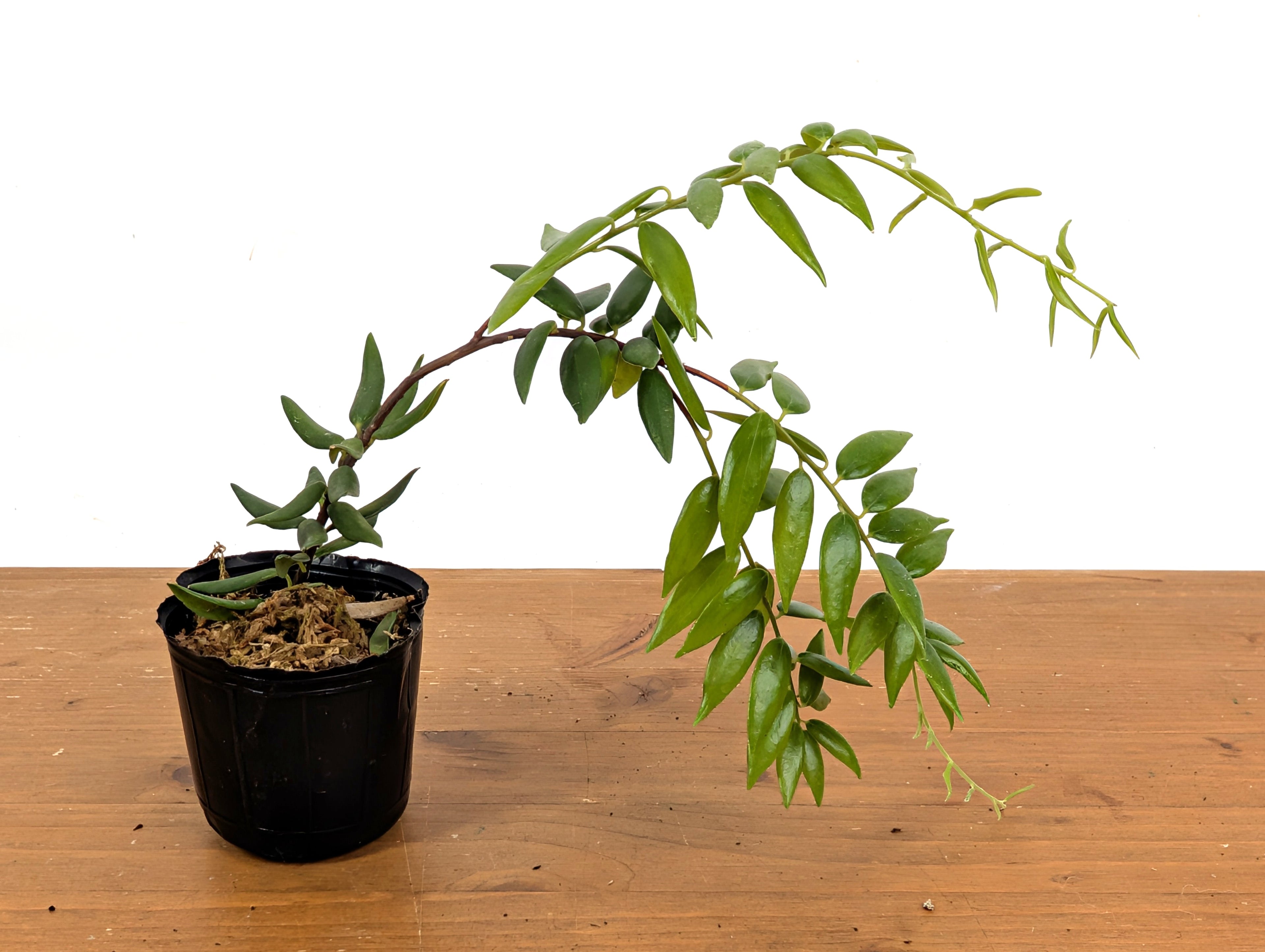 Ceratostema Doucettei