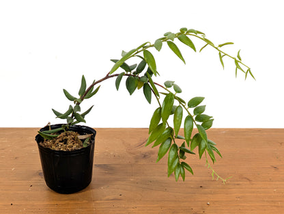 Ceratostema Doucettei