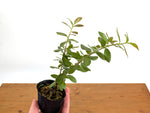 Ceratostema Kiatana