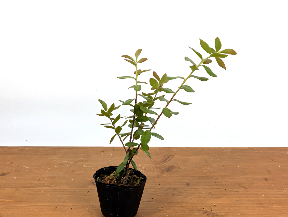 Ceratostema Kiatana