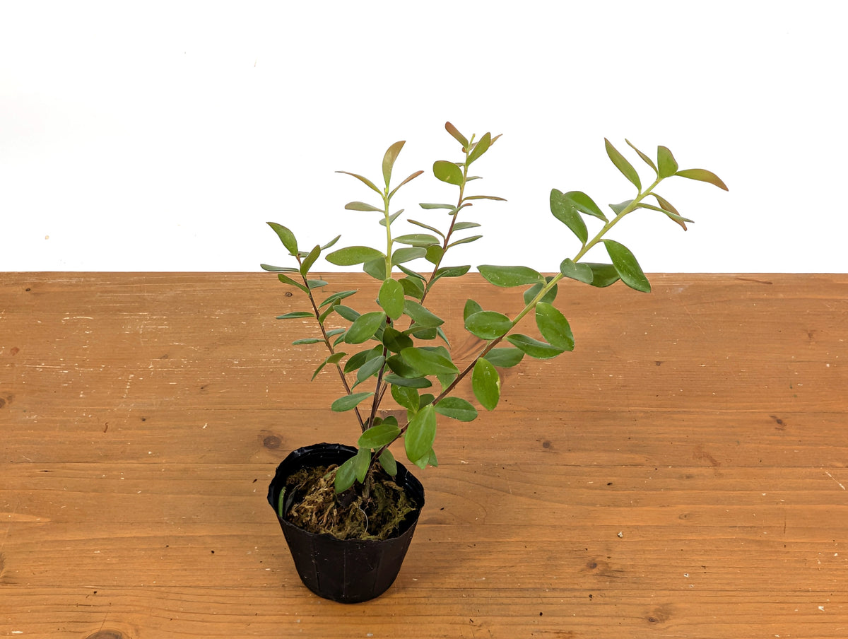 Ceratostema Kiatana