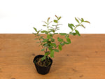 Ceratostema Kiatana