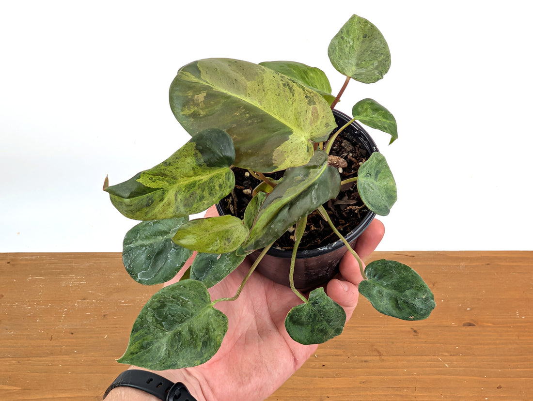 High Variegated Philodendron El Choco x Billietiae - Exact Plant in