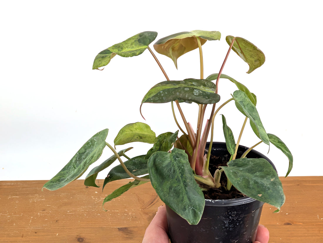High Variegated Philodendron El Choco x Billietiae - Exact Plant in