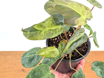 High Variegated Philodendron El Choco x Billietiae - Exact Plant in 