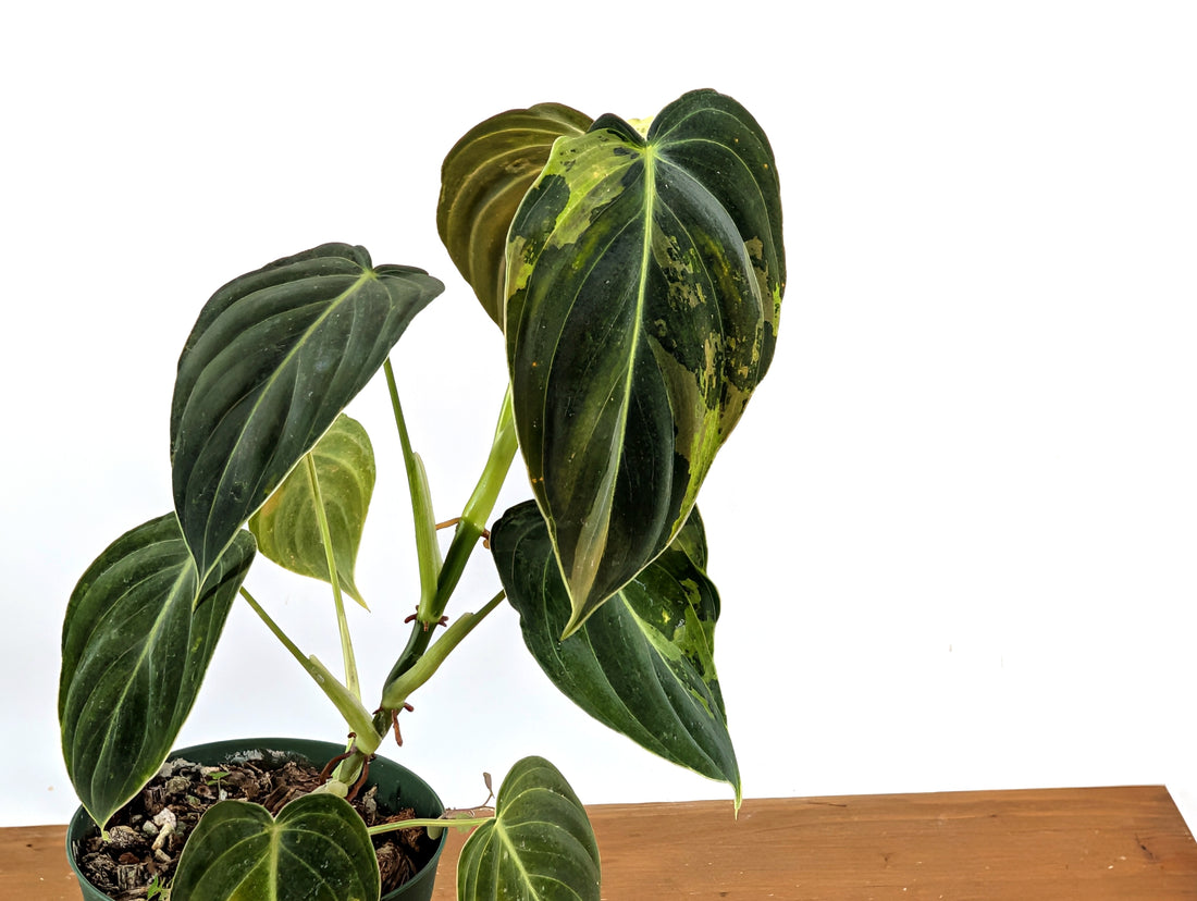 Variegated Philodendron Melanochrysum - 4 Inch Pot Exact Plants