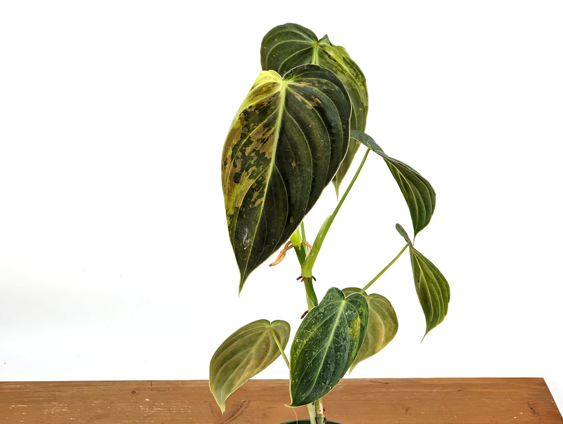 Variegated Philodendron Melanochrysum - 4 Inch Pot Exact Plants