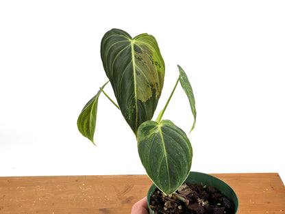 Variegated Philodendron Melanochrysum - 4 Inch Pot Exact Plants