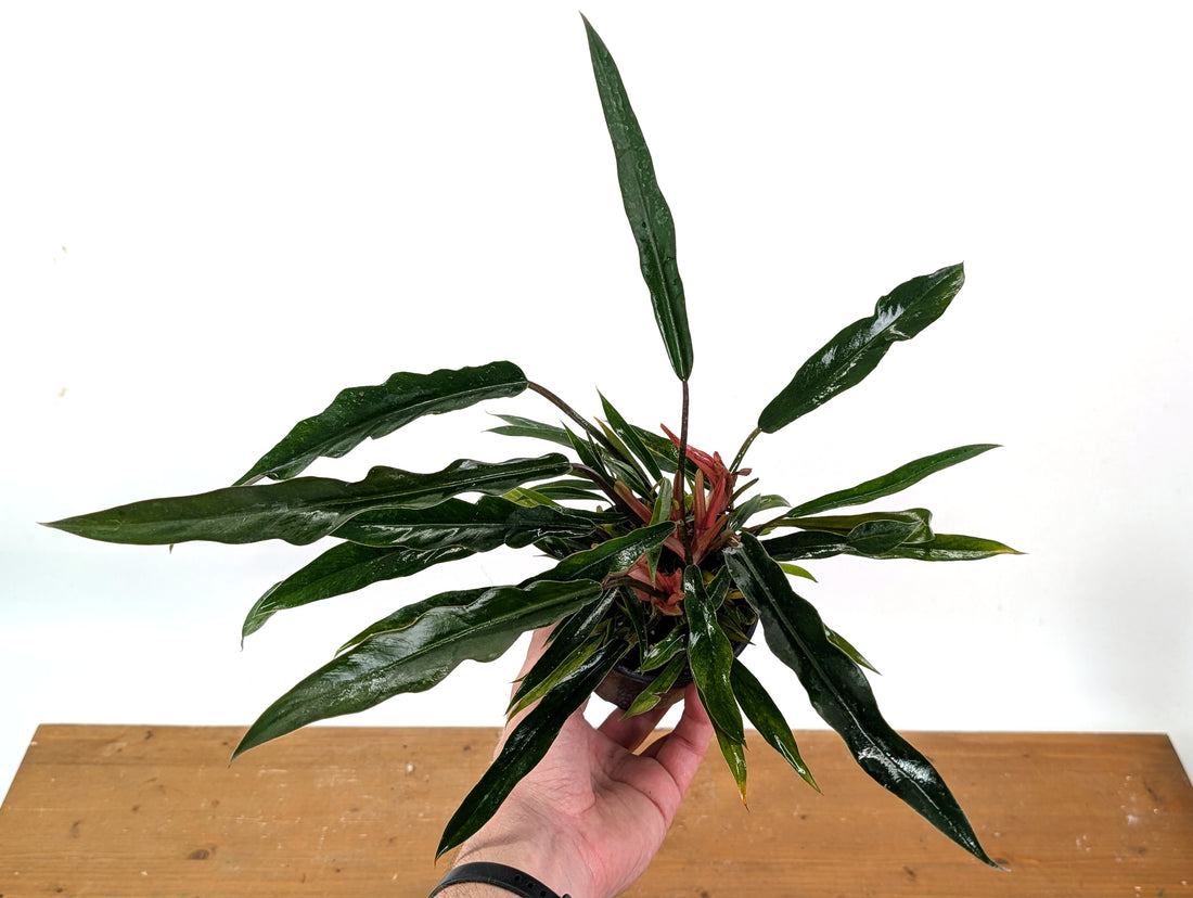 Philodendron Pluto Mutant