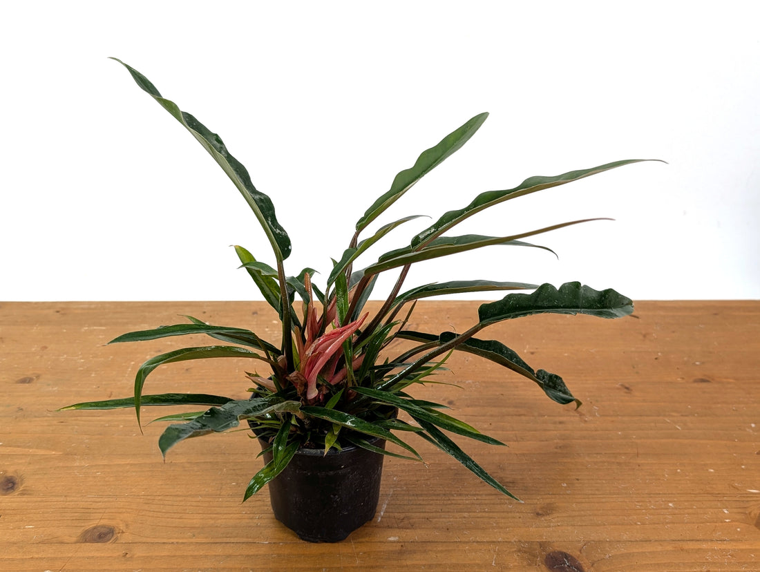 Philodendron Pluto Mutant