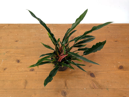 Philodendron Pluto Mutant