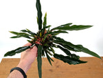 Philodendron Pluto Mutant
