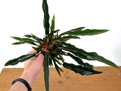 Philodendron Pluto Mutant