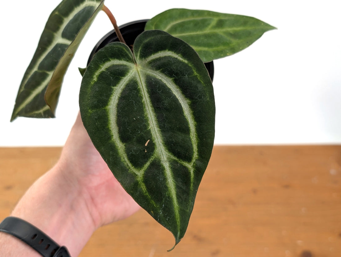 Anthurium Carlablackiae