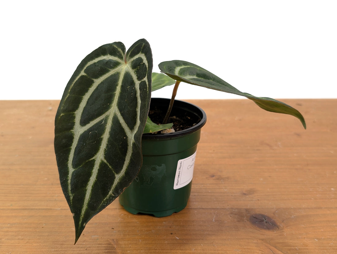 Anthurium Carlablackiae