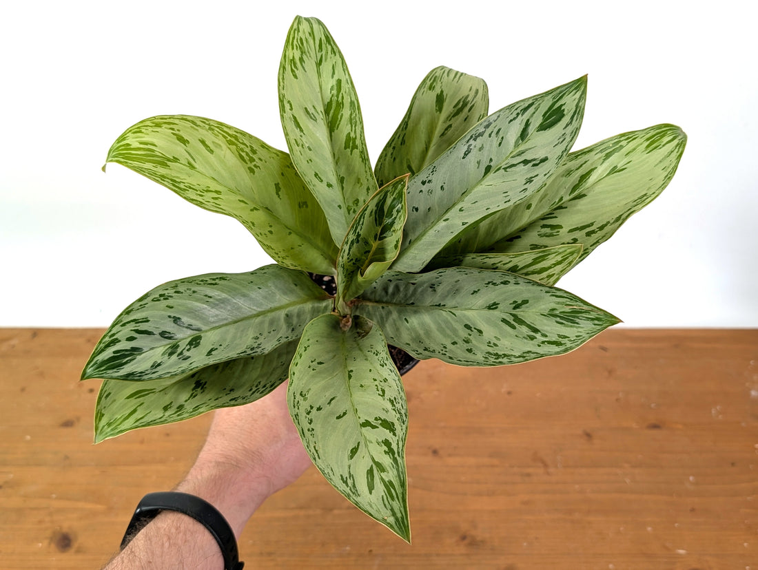 Aglaonema Donatello