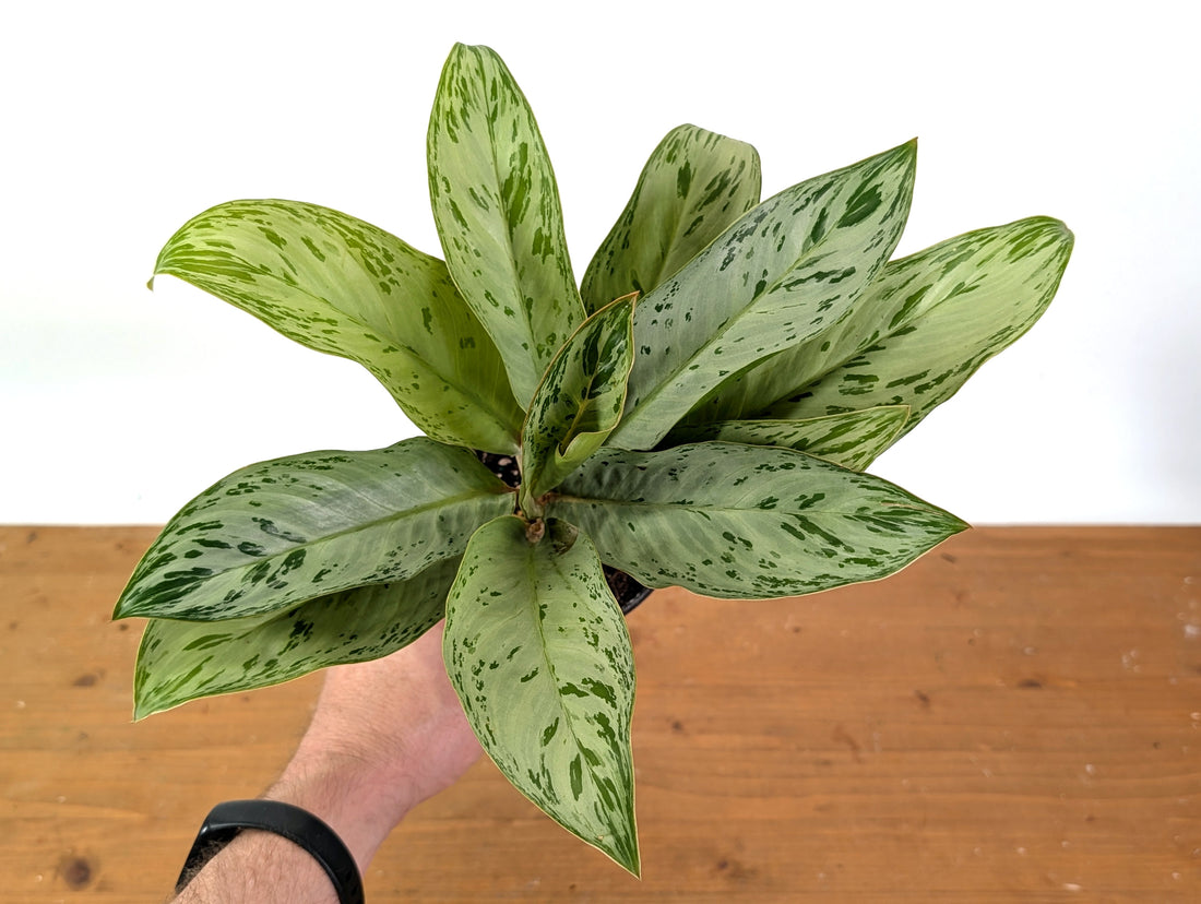 Aglaonema Donatello