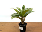 Aglaonema Donatello