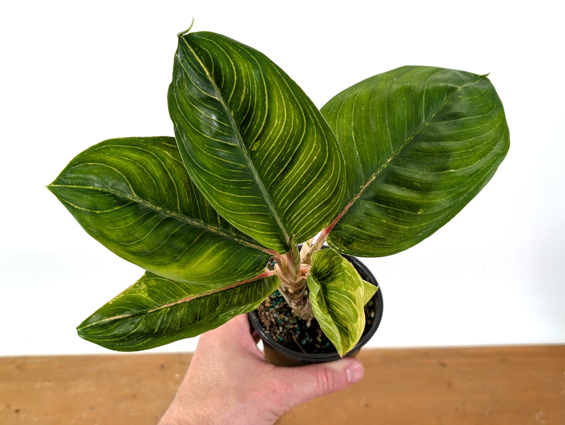Aglaonema Golden Throne