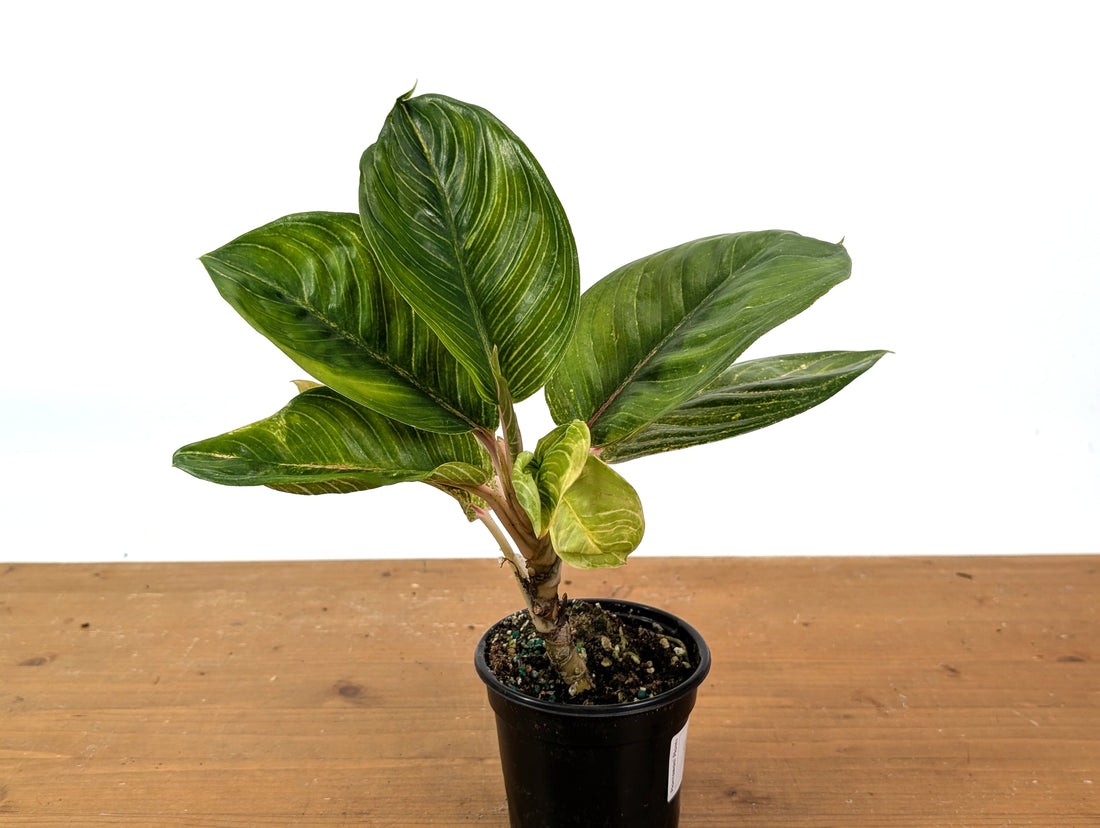 Aglaonema Golden Throne