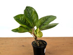 Aglaonema Golden Throne