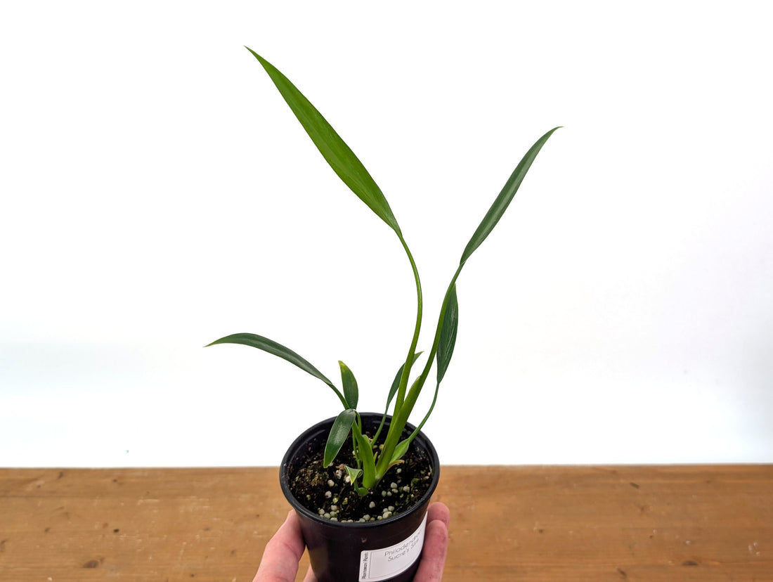 Philodendron Sucre&