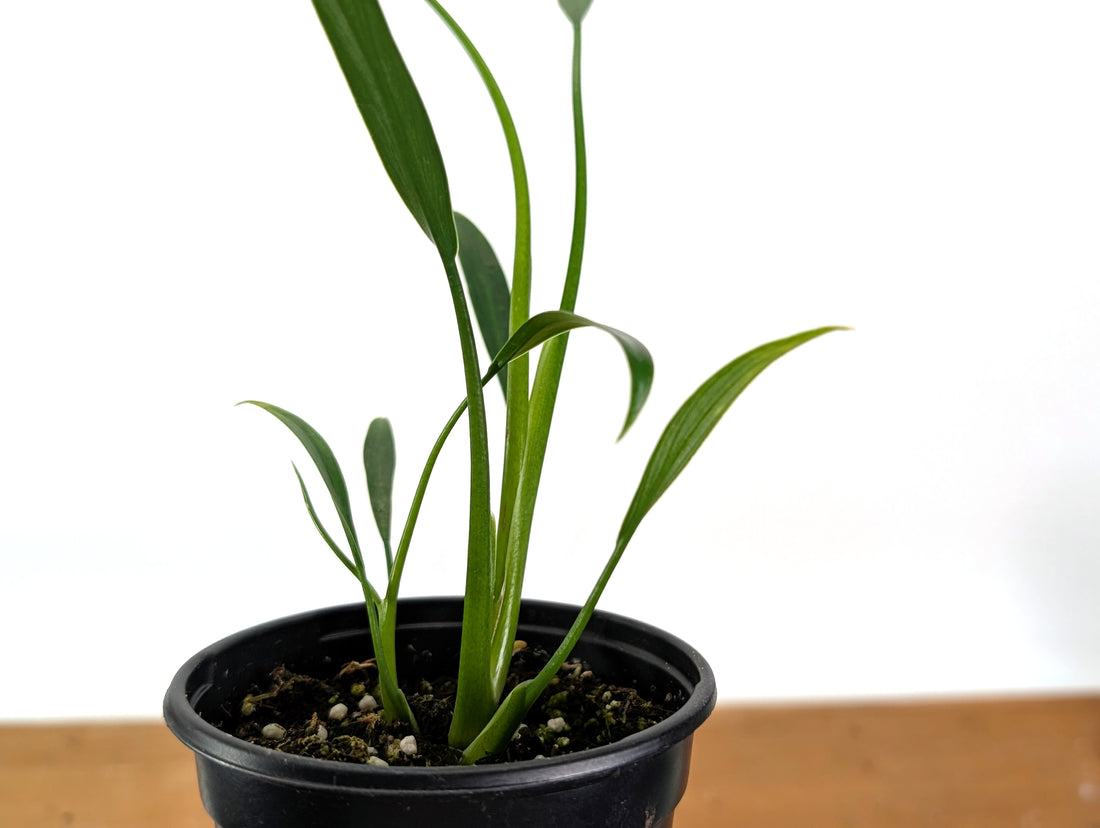 Philodendron Sucre&