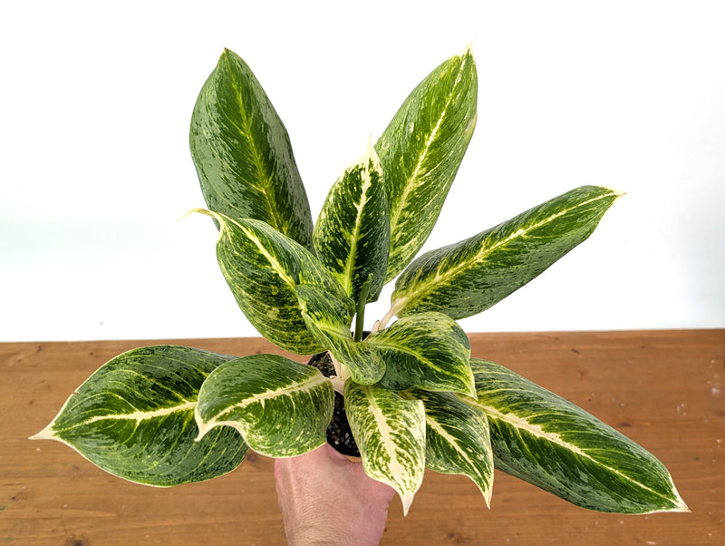 Aglaonema Honey Lemon
