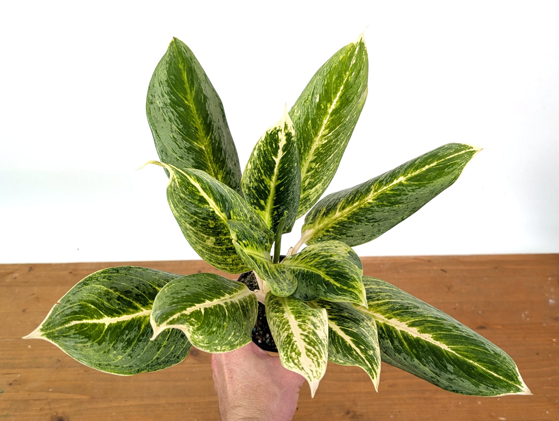 Aglaonema Honey Lemon