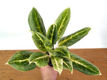 Aglaonema Honey Lemon