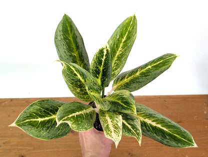 Aglaonema Honey Lemon