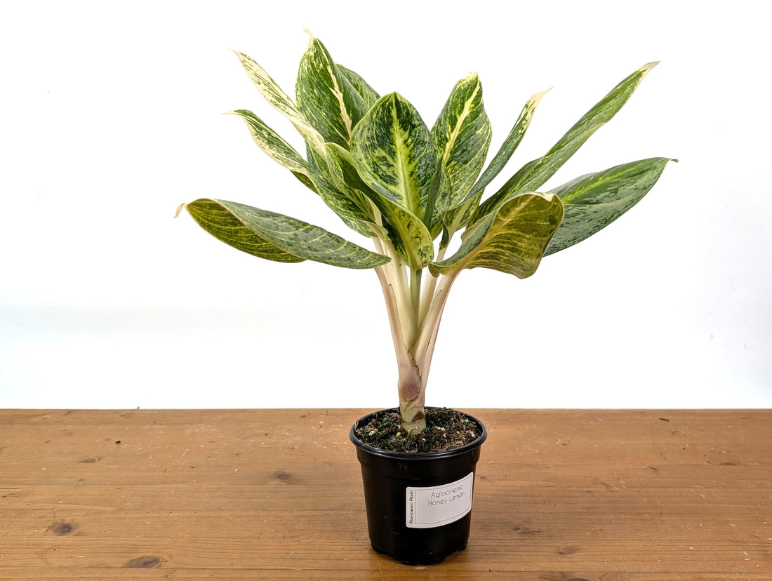 Aglaonema Honey Lemon