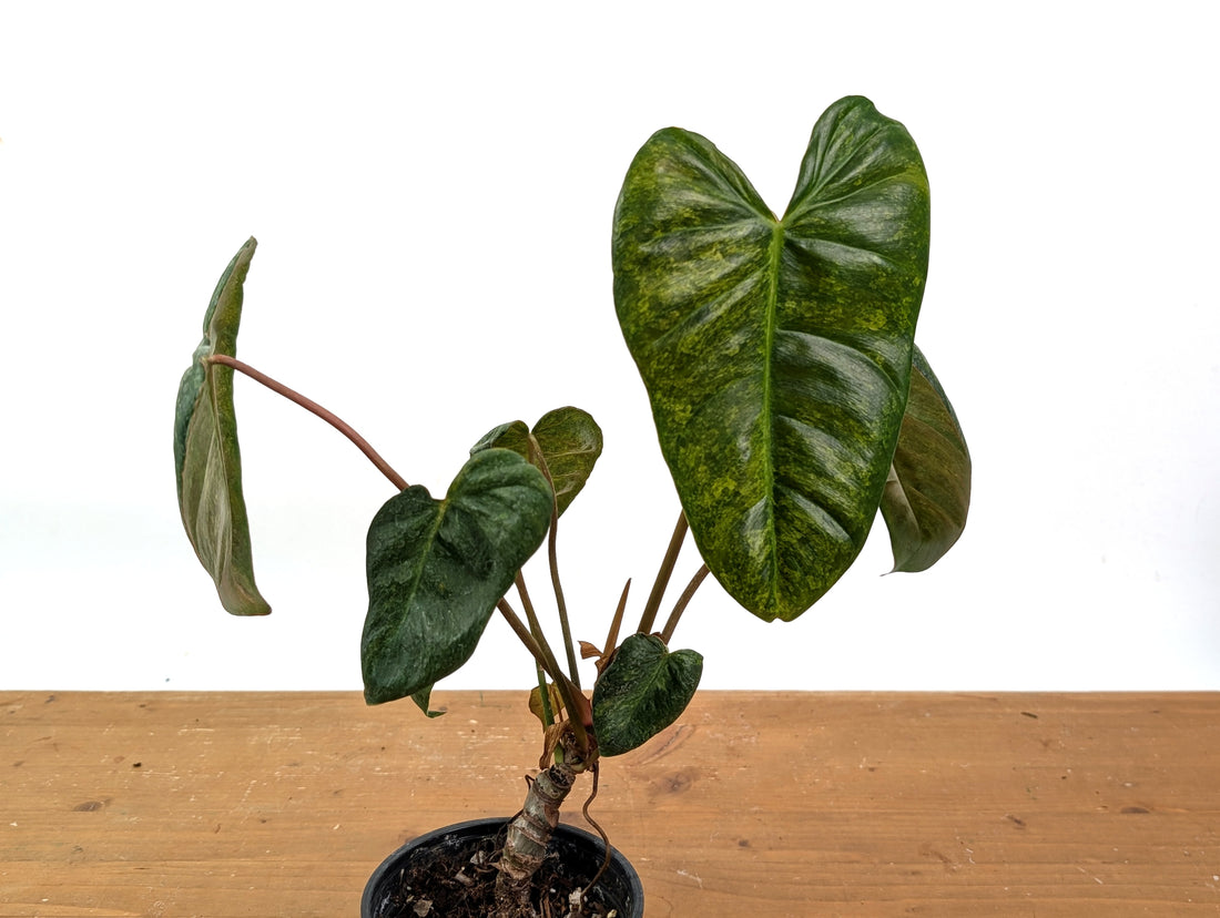 High Variegated Philodendron Billietiae x Gloriosum - Exact Plant in