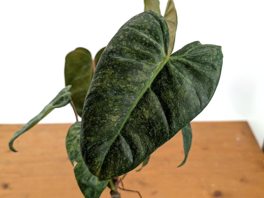 High Variegated Philodendron Billietiae x Gloriosum - Exact Plant in