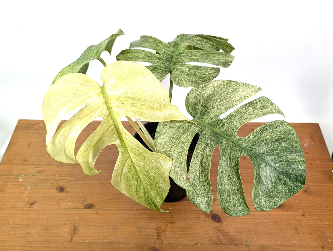 Monstera Full Mint XL Mature - EXACT PLANT 