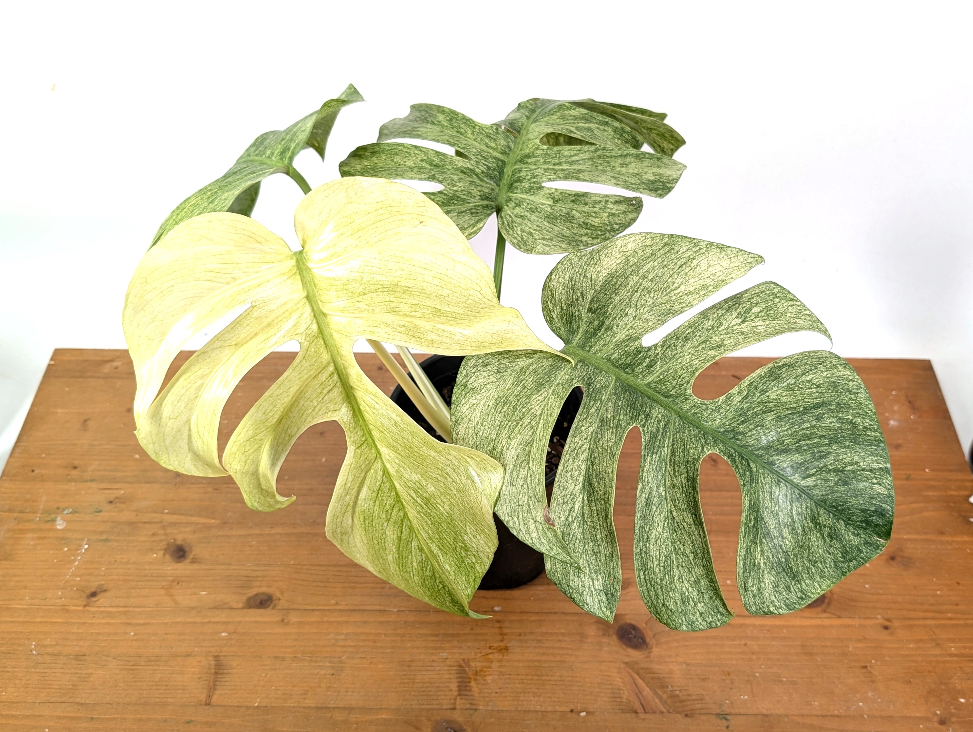 Monstera Full Mint XL Mature - EXACT PLANT 