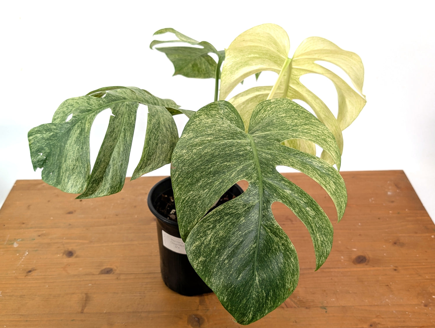 Monstera Full Mint XL Mature - EXACT PLANT 